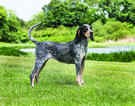 Blue coonhound puppies - Updated 29 August 2023. Say hello to the Bluetick Coonhound, a breed that's as unique as its melodious howl! With their striking coat, exceptional tracking abilities, and …